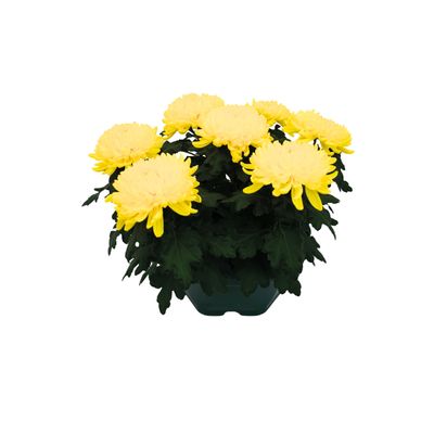 Chrysanthemum uniflor