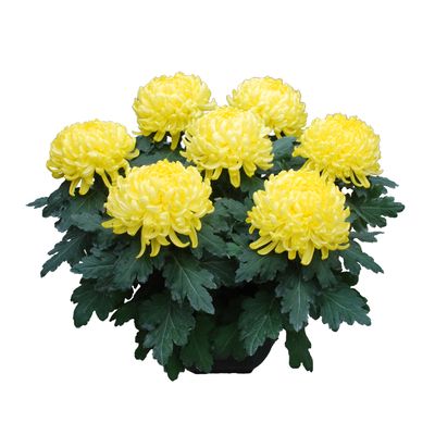Chrysanthemum uniflor