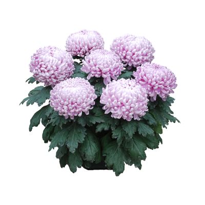 Chrysanthemum uniflor