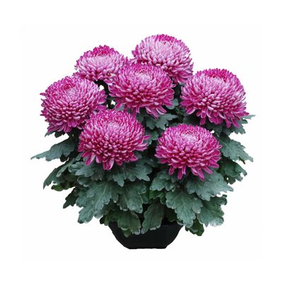 Chrysanthemum uniflor