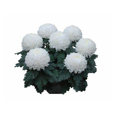 Chrysanthemum uniflor