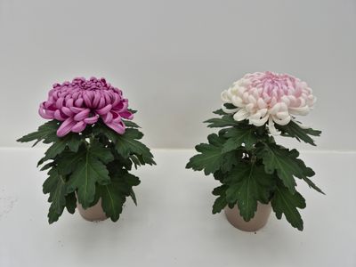 Chrysanthemum uniflor