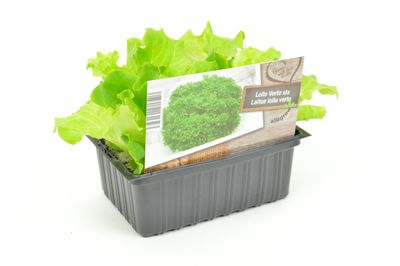 Salade loo verte (set de 6 pièces)