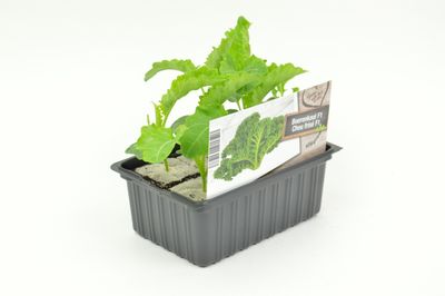 Brassica oleracea var. Sabellica ( Chou frisé )