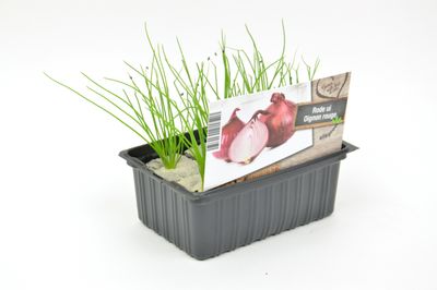 Allium cepa Red Baron ( Rode ui )