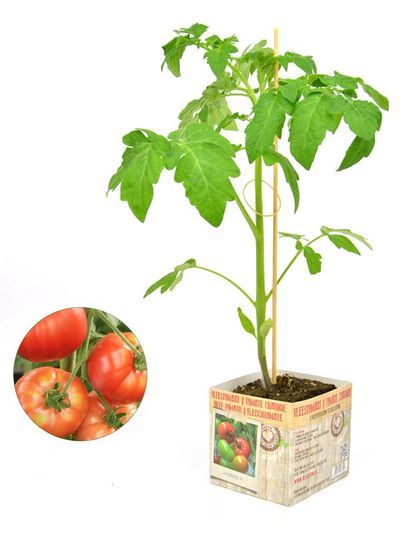 Tomaat hybride ( Vleestomaat )