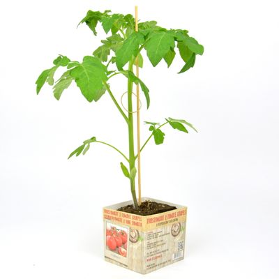 Lycopersicum esculentum ( trostomaat )