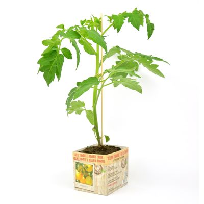 Solanum lycopersicum ( gele tomaat ) 