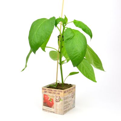 Capsicum annuum ( rode paprika )