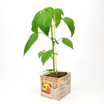 Capsicum annuum ( Paprika geel )