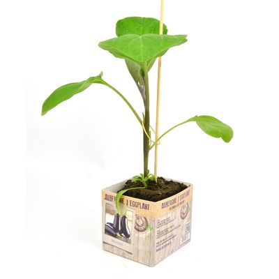 Solanum melongena ( Aubergine )