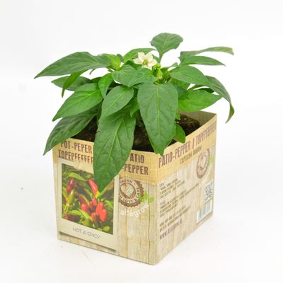 Capsicum annuum ( Pot peper )