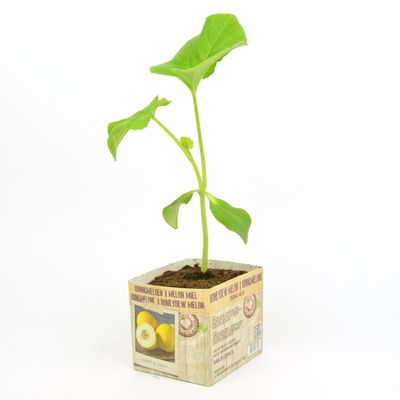 Cucumis melo ( Honingmeloen )