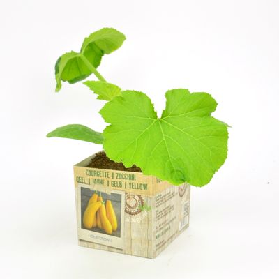 Cucurbita pepo ( gele gourgette ) 