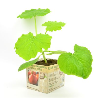 Cucurbita maxima ( Pompoen )