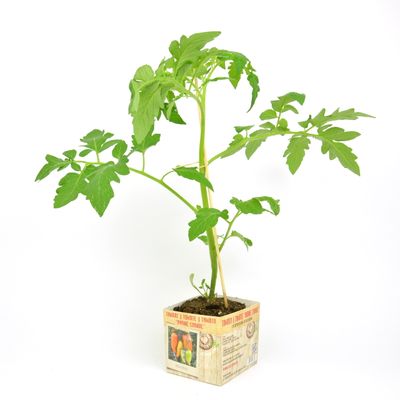 Tomaat andine cornue