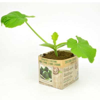 Cucurbita pepo var. cylindrica ( Courgette rond )