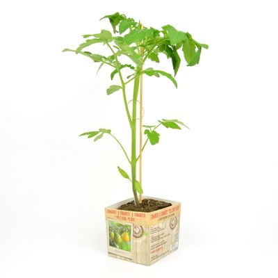 Tomaat Yellow Pearshaped