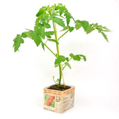 Solanum lycopersicum ( snoeptomaat of kerstomaat )