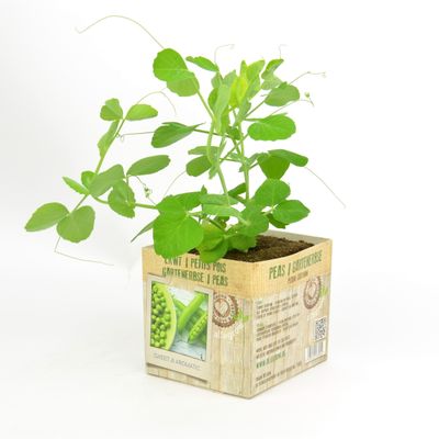 Pisum sativum ( Petits pois )