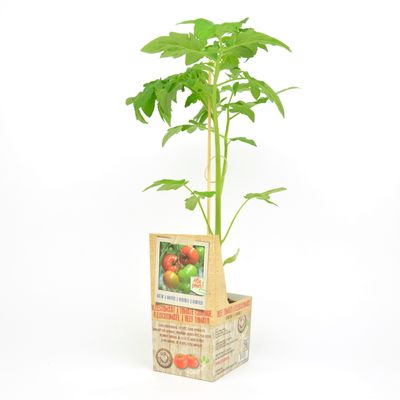 Lycopersicum esculentum ( Vleestomaat ) 