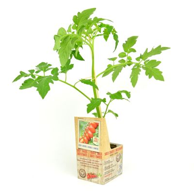 Lycopersicon esculentum Snack ( Snoeptomaat of kerstomaat )