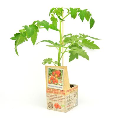 Lycopersicon esculentum Roma ( Italiaanse tomaat Pruimtomaat of Roma tomaat )