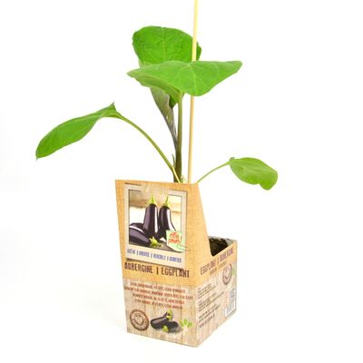 Solanum melongena ( aubergine ) 