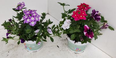 Zomerbloeiers mix 'trixi  p12