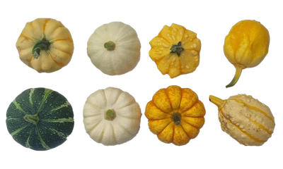 Mini pompoen