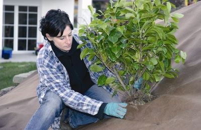 Tuindoek gold 1,15x10m 125g/m²