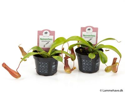 Nepenthes Alata 