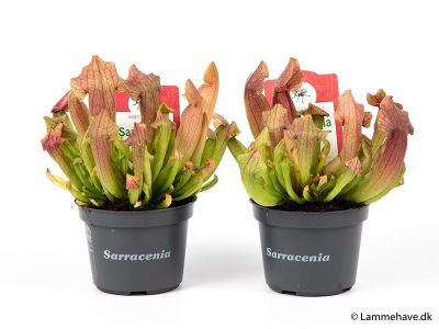 Sarracenia purpurea
