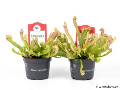 Sarracenia psittacina 'Wrigleyana'  (Trompetbekerplant)