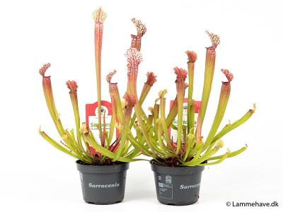 Sarracenia 'Stevensii' 
