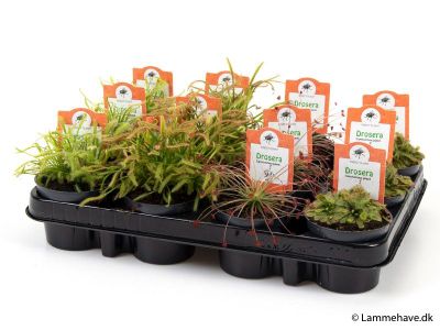 Drosera mix