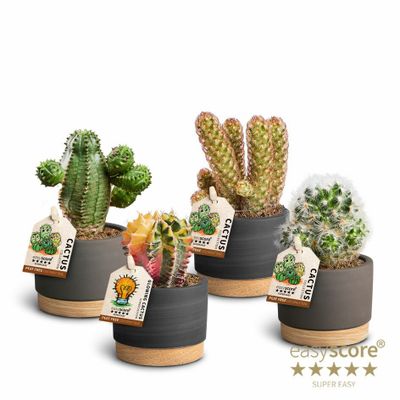 Cactus Special Collection