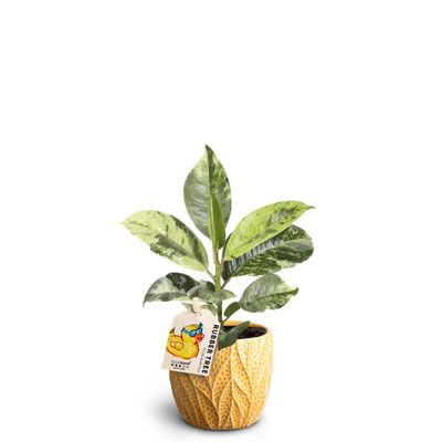 Ficus elastica 'Shivereana'