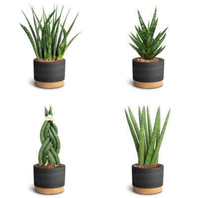 Sansevieria mix