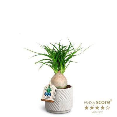 Beaucarnea recurvata 'Nolina'