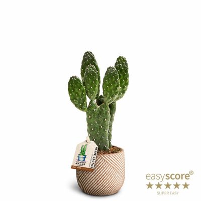 Opuntia rubescens 