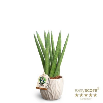 Sansevieria mix 
