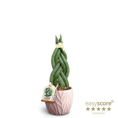 Sansevieria mix 