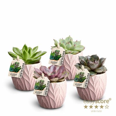 Succulent mix