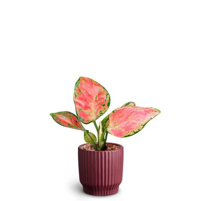 Aglaonema 'Pinky Promise'
