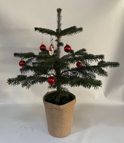 Sapin de noël Little Tree - Sapin de Nordmann avec 5 boules