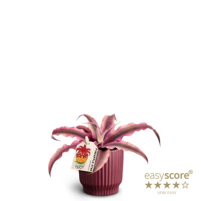Cryptanthus