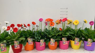 Garvinea (gerbera) p19
