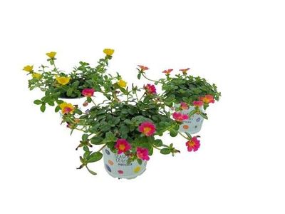 Portulaca p12
