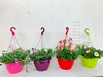 Zomerbloeiers mix in hangpot